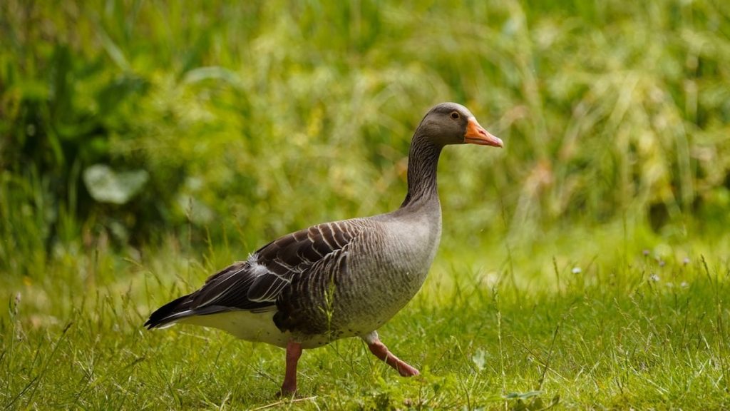A duck walking in the grass near some bushes